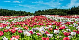 Field full of white and red flowers